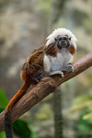 Cotton-top tamarin