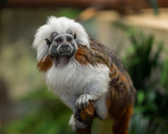 Cotton-top tamarin