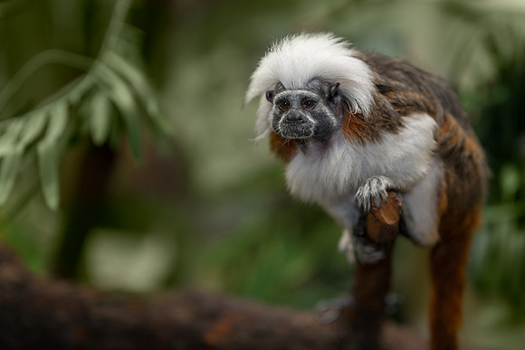 Cotton-top tamarin