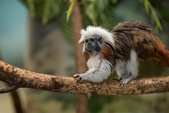 Cotton-top tamarin