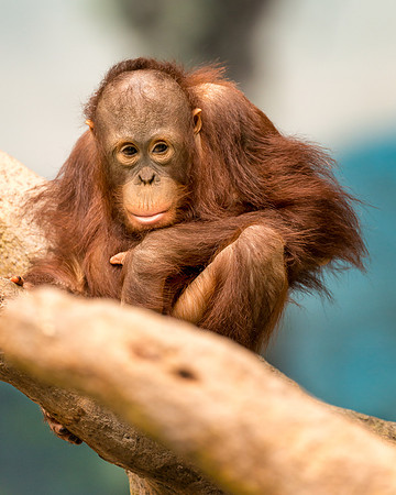 Baby orangutan
