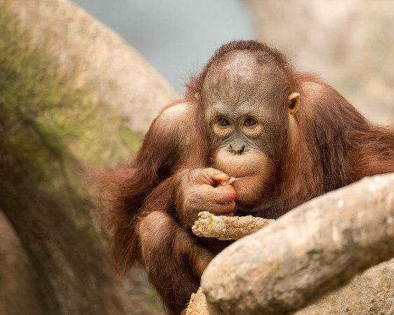 Baby orangutan