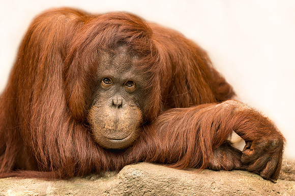 Orangutan