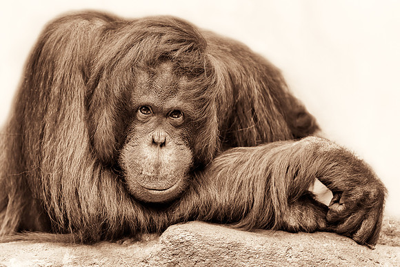 Orangutan (B&W version)