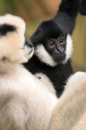 White-cheeked gibbon