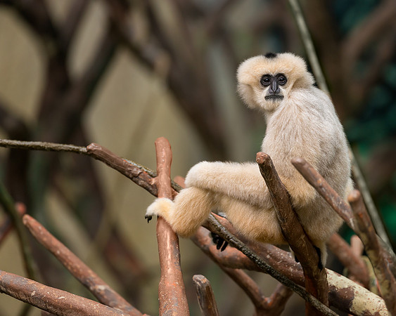 White-cheeked gibbon