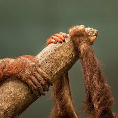 Orangutan hands