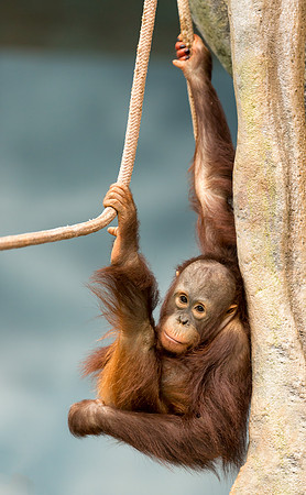 Baby orangutan