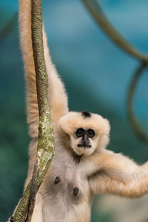 White-cheeked gibbon