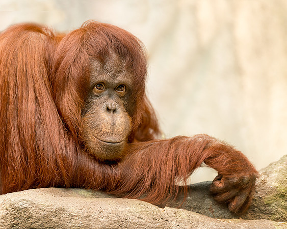 Orangutan