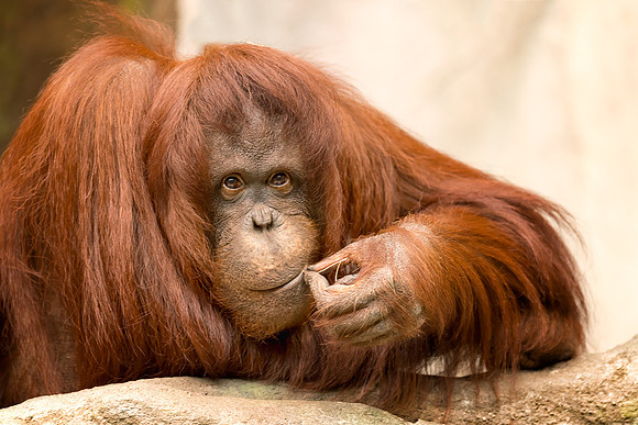Orangutan