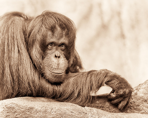 Orangutan (B&W version)