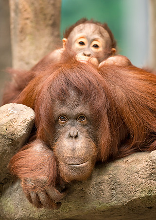 Orangutans