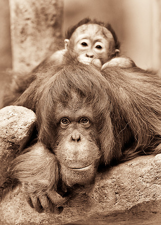 Orangutans (B&W version)
