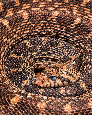Coiled snake