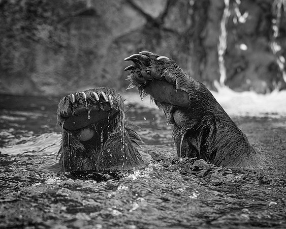 Bear Claws