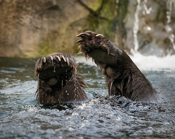 Bear Claws