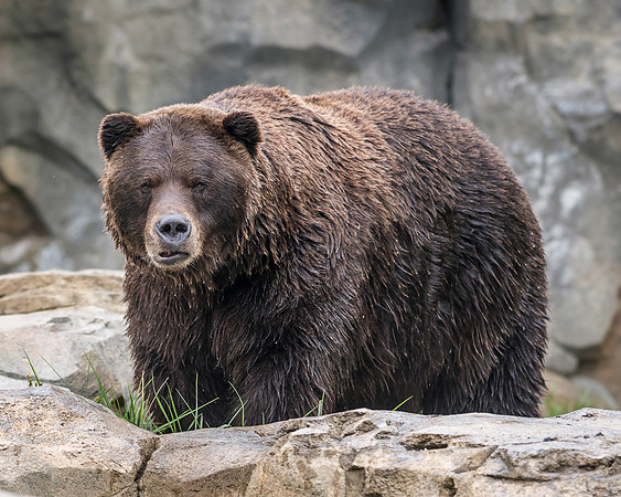 Alaskan Brown Bear