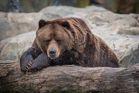 Alaskan Brown Bear