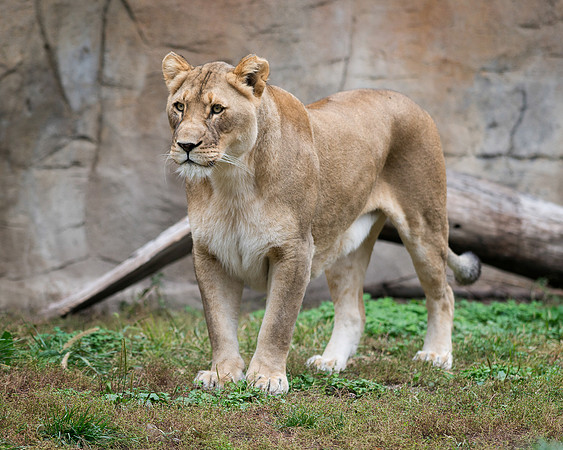 African Lion
