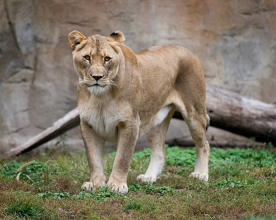 African Lion