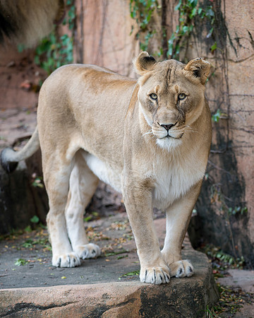 African Lion