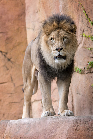 African Lion