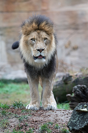 African Lion