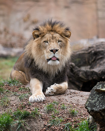 African Lion