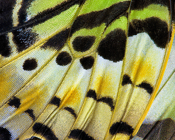 Butterfly Wing 2