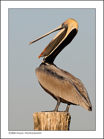 Pelican smile