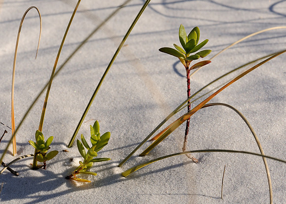 Beach vegetation