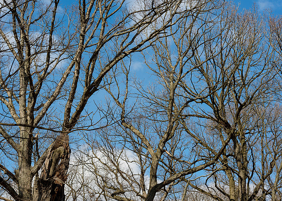 Bare trees