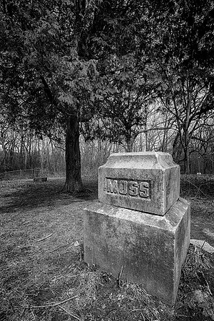 Moss