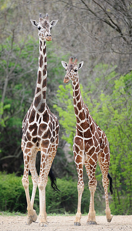 Giraffes