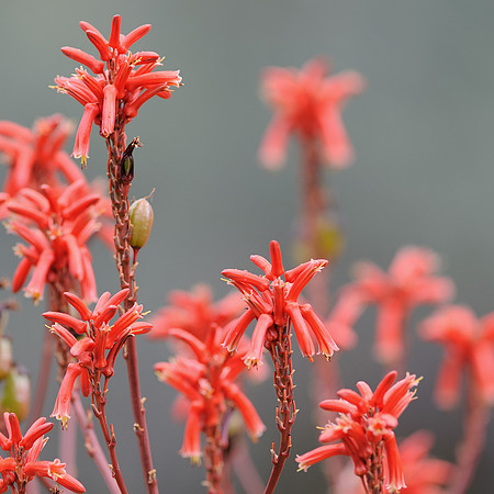 Red flowers
