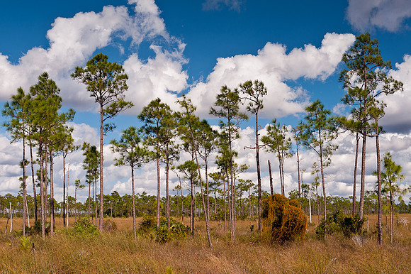 Long pines