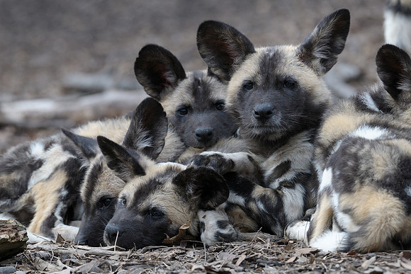 African wild dog pups