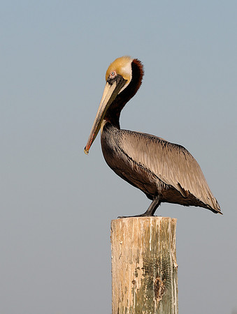 Pelican portrait