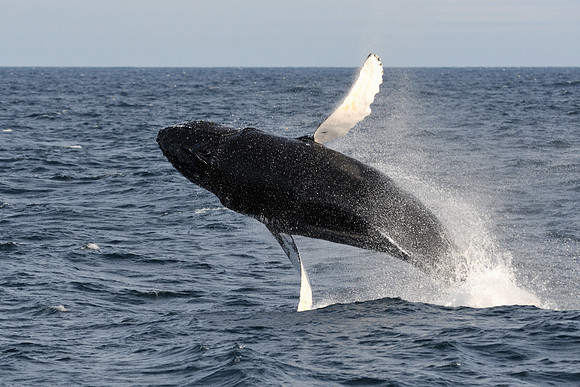 Humpback whale