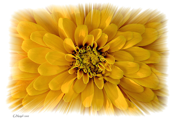 Yellow Zinnia