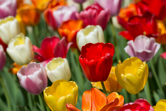 Tulips