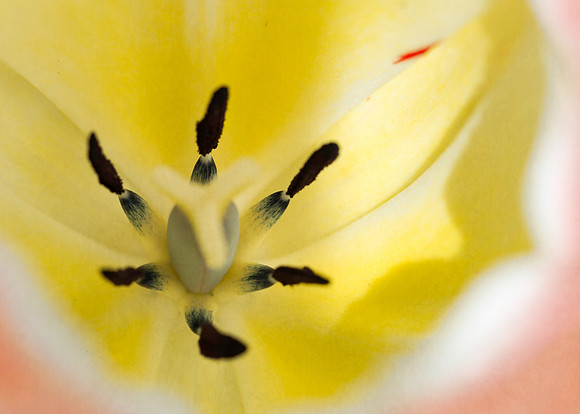 Yellow tulip