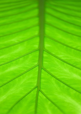 Backlit Leaf