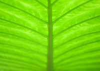 Backlit Leaf