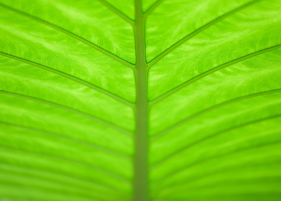 Backlit Leaf
