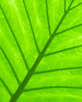 Backlit Leaf