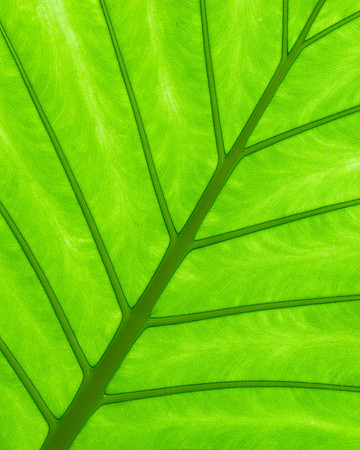 Backlit Leaf