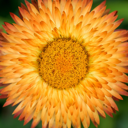 Zinnia