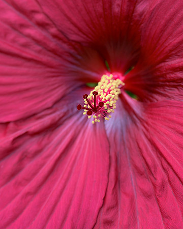 Hardy Hibiscus